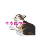 ちょっと変なうちの猫（個別スタンプ：29）