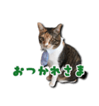 ちょっと変なうちの猫（個別スタンプ：30）