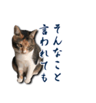 ちょっと変なうちの猫（個別スタンプ：31）