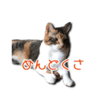 ちょっと変なうちの猫（個別スタンプ：32）
