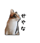 ちょっと変なうちの猫（個別スタンプ：33）