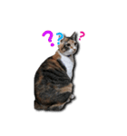 ちょっと変なうちの猫（個別スタンプ：34）