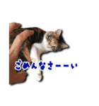 ちょっと変なうちの猫（個別スタンプ：36）