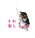 ちょっと変なうちの猫（個別スタンプ：37）