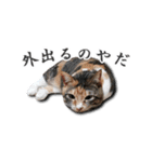 ちょっと変なうちの猫（個別スタンプ：38）