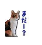 ちょっと変なうちの猫（個別スタンプ：39）