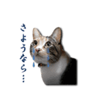ちょっと変なうちの猫（個別スタンプ：40）