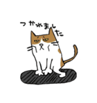 ほっこりねこさんズ（個別スタンプ：6）