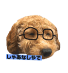 トイプードルめるちゃん3（個別スタンプ：7）