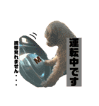 トイプードルめるちゃん3（個別スタンプ：12）