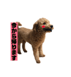 トイプードルめるちゃん3（個別スタンプ：13）
