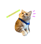猫の日記念♪ちっぷ＆ぷぅちゃんスタンプ（個別スタンプ：1）