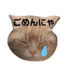 猫の日記念♪ちっぷ＆ぷぅちゃんスタンプ（個別スタンプ：3）