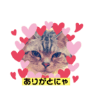猫の日記念♪ちっぷ＆ぷぅちゃんスタンプ（個別スタンプ：4）