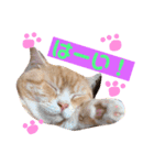 猫の日記念♪ちっぷ＆ぷぅちゃんスタンプ（個別スタンプ：5）