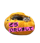 猫の日記念♪ちっぷ＆ぷぅちゃんスタンプ（個別スタンプ：6）