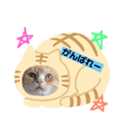 猫の日記念♪ちっぷ＆ぷぅちゃんスタンプ（個別スタンプ：7）