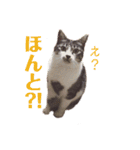 びびこちゃん。（個別スタンプ：7）
