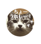びびこちゃん。（個別スタンプ：8）