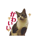 びびこちゃん。（個別スタンプ：11）
