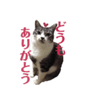 びびこちゃん。（個別スタンプ：12）