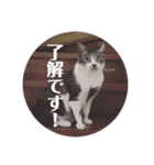 びびこちゃん。（個別スタンプ：13）