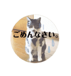びびこちゃん。（個別スタンプ：20）