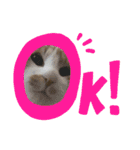 猫こまちの日常（個別スタンプ：2）