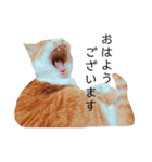 猫こまちの日常（個別スタンプ：4）