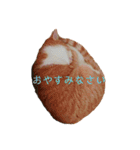 猫こまちの日常（個別スタンプ：5）
