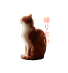 猫こまちの日常（個別スタンプ：6）
