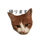 猫こまちの日常（個別スタンプ：7）