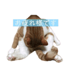 猫こまちの日常（個別スタンプ：8）