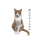 猫こまちの日常（個別スタンプ：9）
