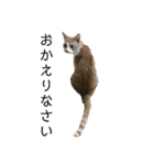 猫こまちの日常（個別スタンプ：10）