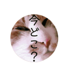 猫こまちの日常（個別スタンプ：11）