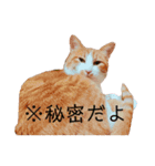 猫こまちの日常（個別スタンプ：12）