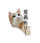 猫こまちの日常（個別スタンプ：13）