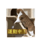 猫こまちの日常（個別スタンプ：14）