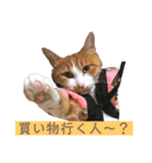 猫こまちの日常（個別スタンプ：15）