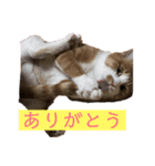 猫こまちの日常（個別スタンプ：16）