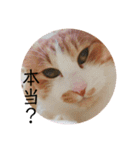 猫こまちの日常（個別スタンプ：18）