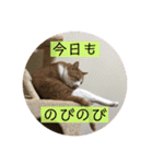 猫こまちの日常（個別スタンプ：20）