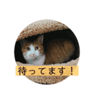 猫こまちの日常（個別スタンプ：21）