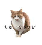猫こまちの日常（個別スタンプ：22）