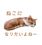 猫こまちの日常（個別スタンプ：23）