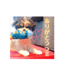 チワシー みりんちゃんスタンプ♡♡♡（個別スタンプ：11）