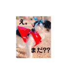 チワシー みりんちゃんスタンプ♡♡♡（個別スタンプ：12）