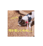チワシー みりんちゃんスタンプ♡♡♡（個別スタンプ：14）