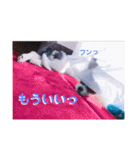 チワシー みりんちゃんスタンプ♡♡♡（個別スタンプ：15）